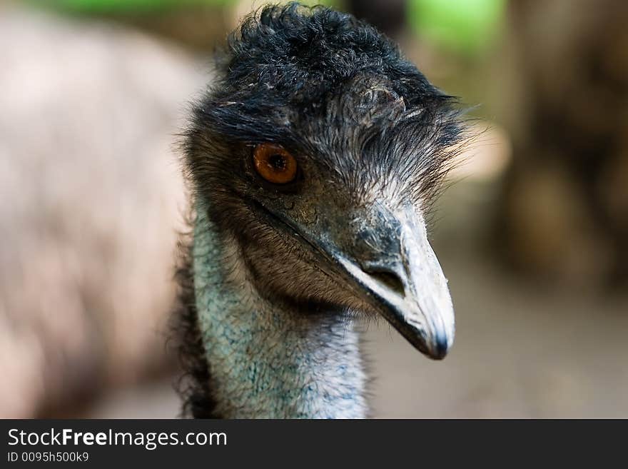 Ostrich