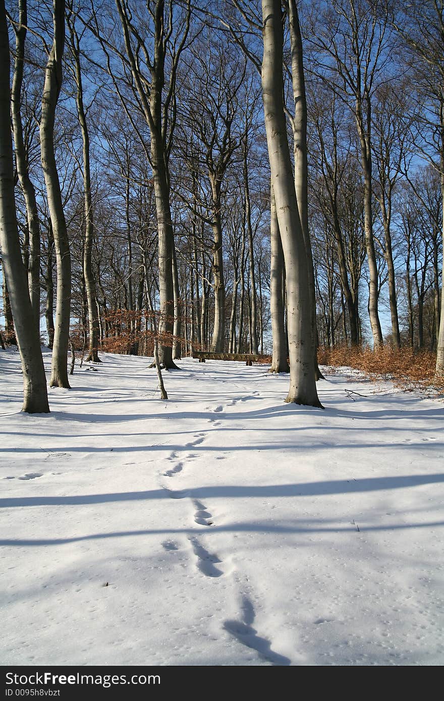 Winter forest