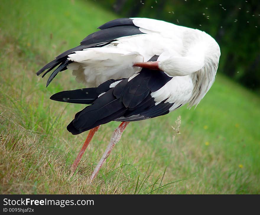 Stork