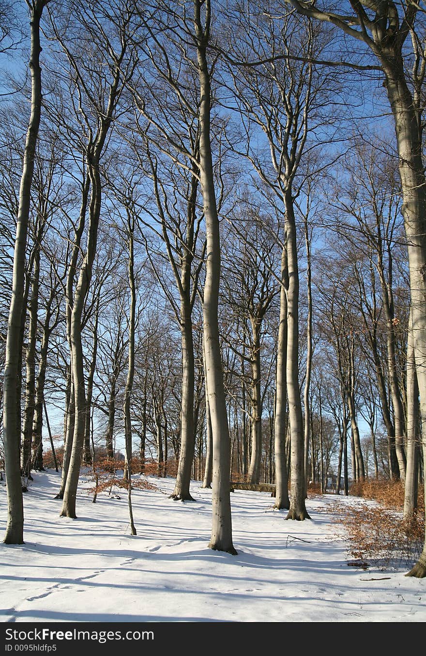 Winter forest