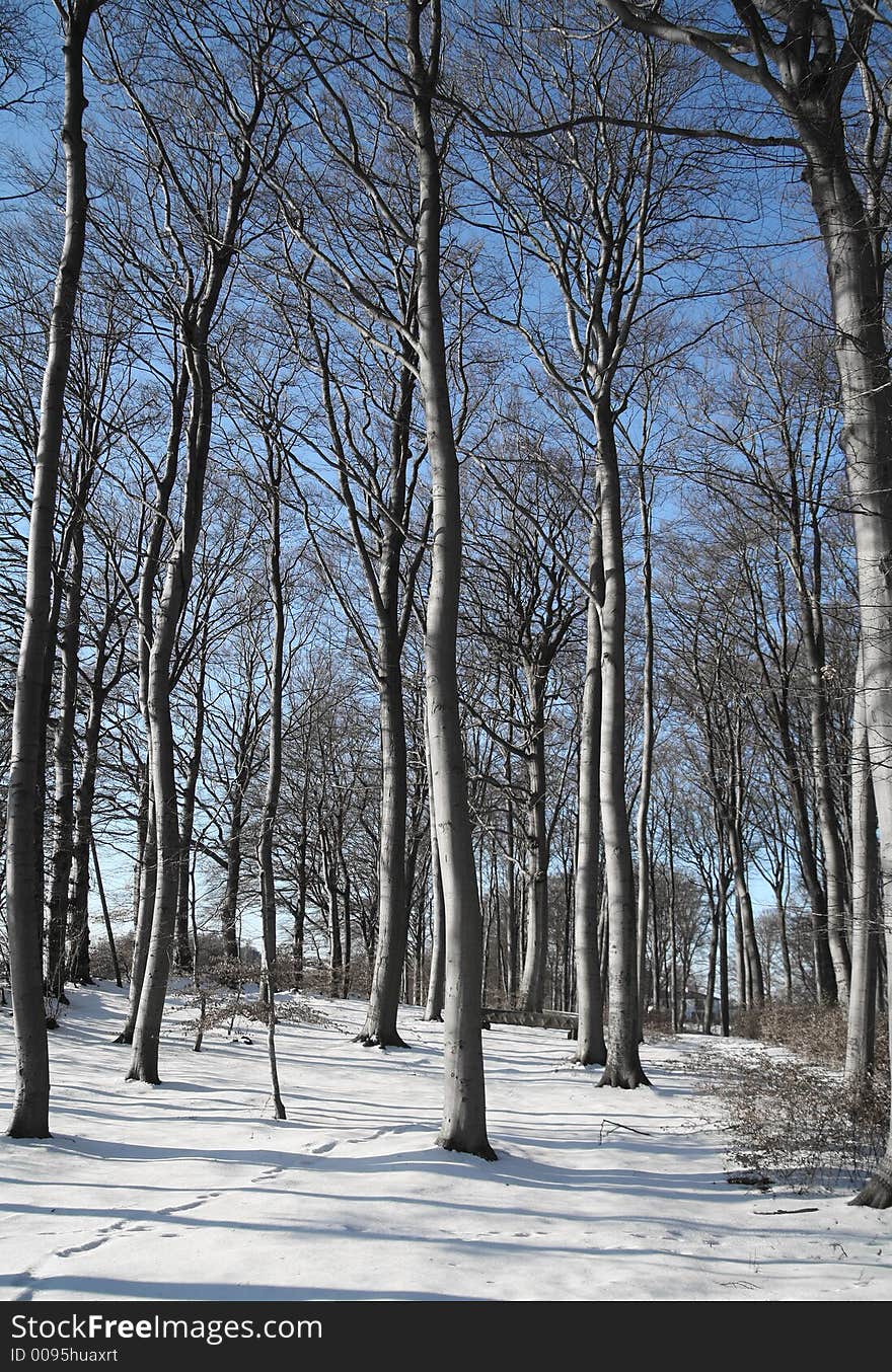 Winter forest