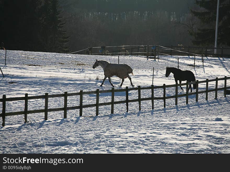 Danish horses on a field in the   winter. Danish horses on a field in the   winter