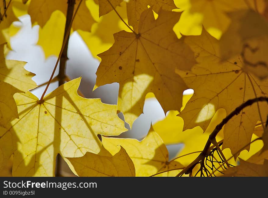 Autumnal leaves in sun rays