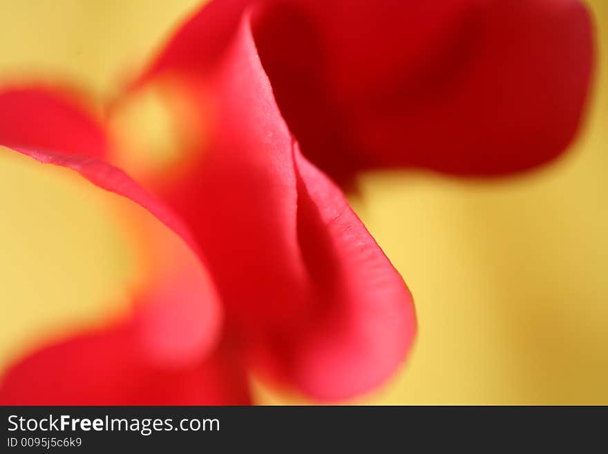 Closeup picture of a red flower