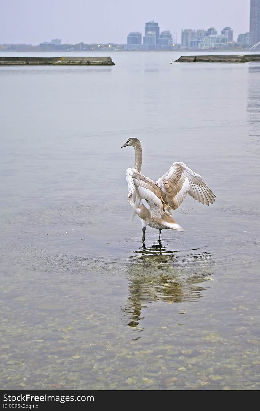 Swan stretching wings