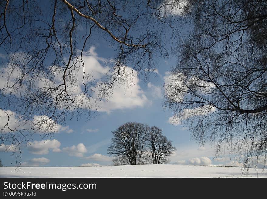 Winter forest