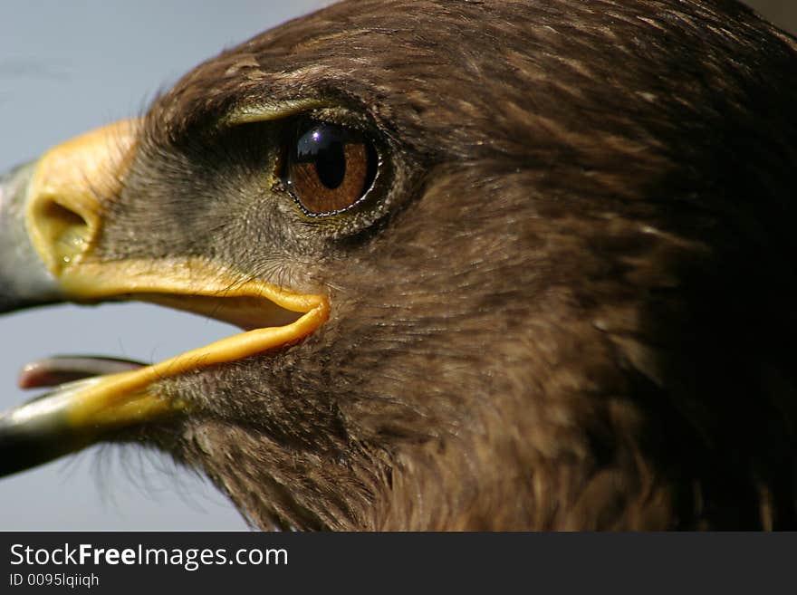 Portrait of eagle on show beyond festival Divadelna Nitra 2006. Portrait of eagle on show beyond festival Divadelna Nitra 2006