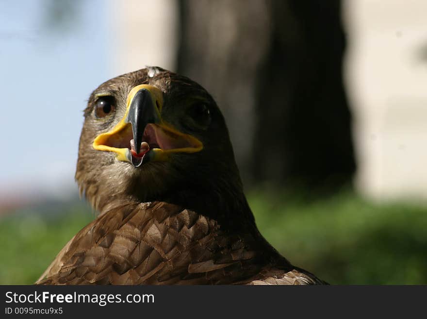 Portrait Of Eagle 4