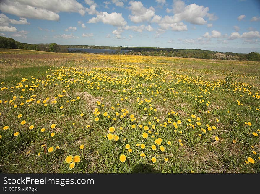 In the morning  sun in  spring in denmark, a flower field