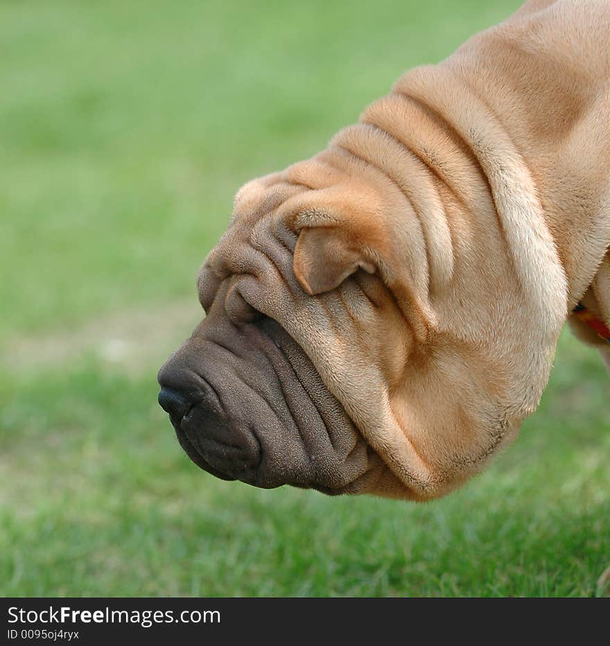 A view of a Shar Pei's face in profile