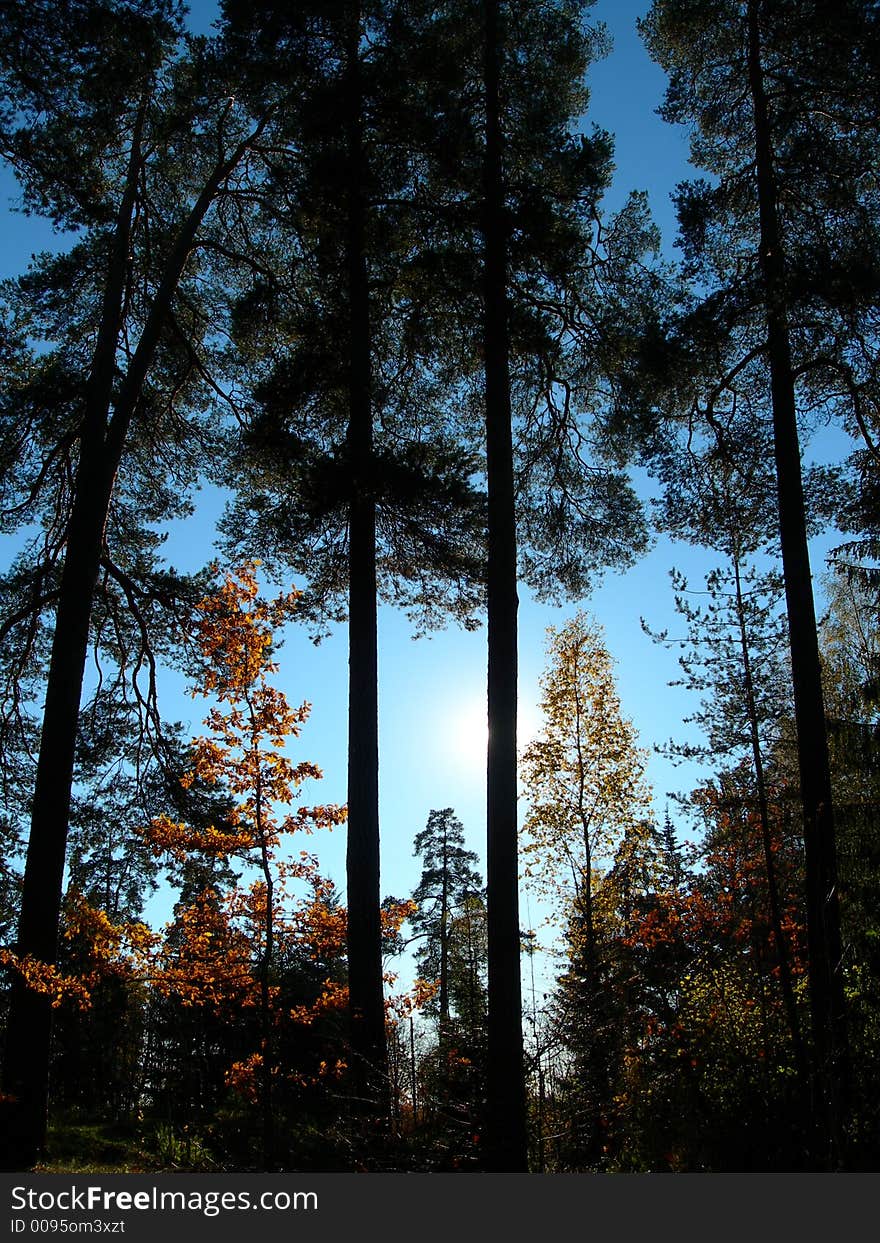 Silhouettes of pine trees and blue sky. Silhouettes of pine trees and blue sky.