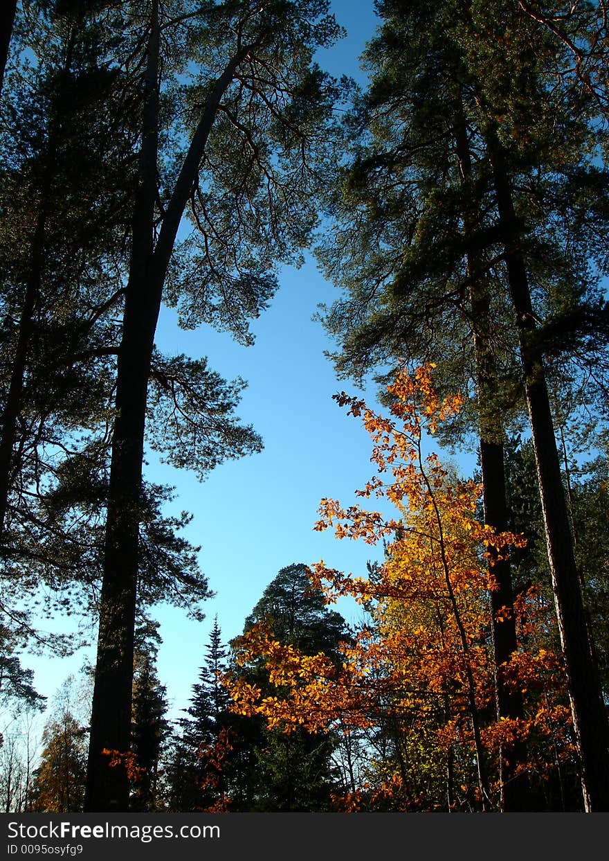 Silhouettes of pine trees and blue sky. Silhouettes of pine trees and blue sky.