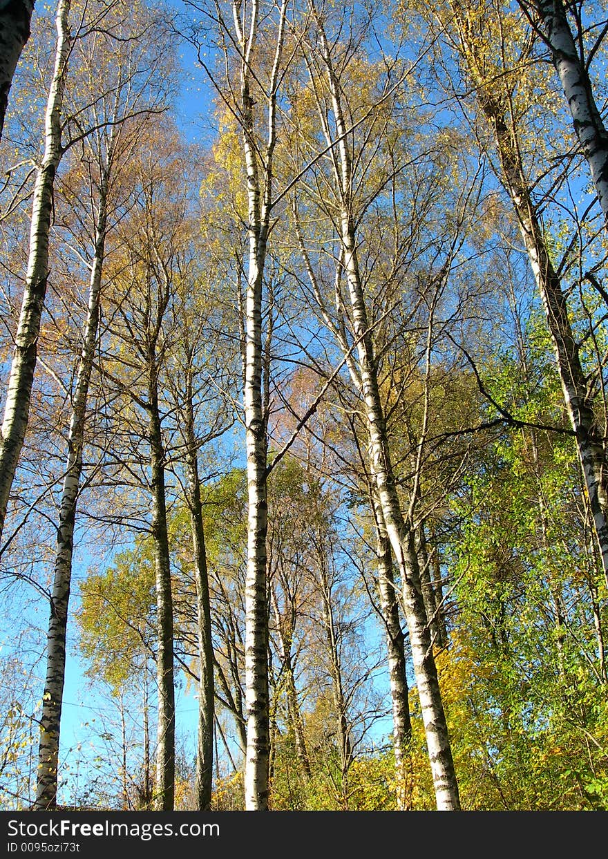 Birch trees and blue sky. Birch trees and blue sky.