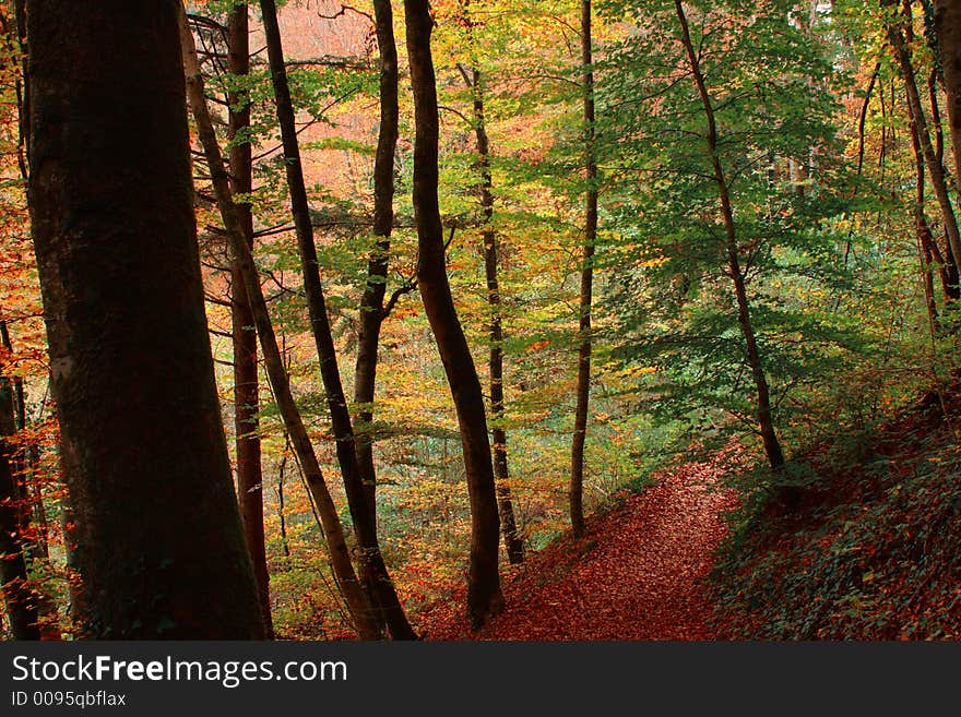 Colorful Autumn Trees along a Path