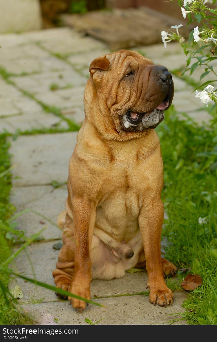 Brown dog sharpei