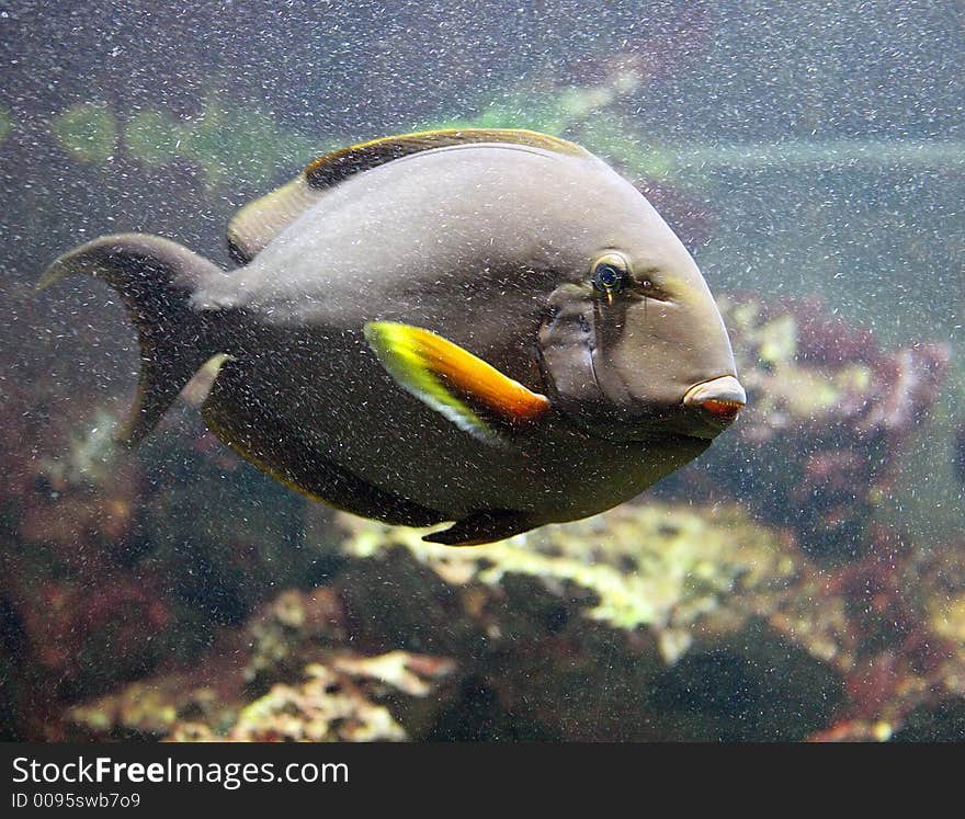 Yellow Surgeonfish 1