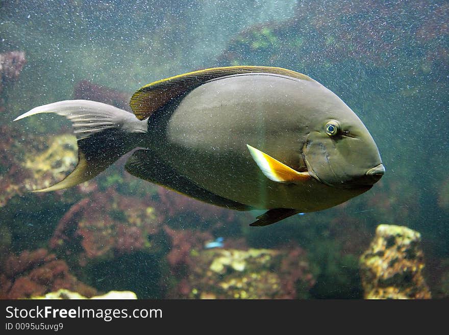 Yellow Surgeonfish 2