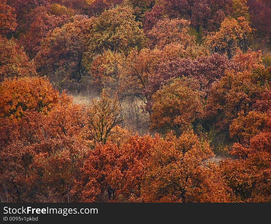 A few brown colored trees. A few brown colored trees