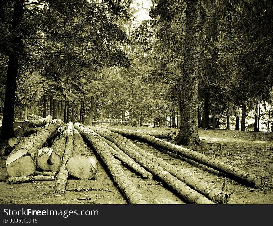 A bunch of cut trees waiting to be removed from the forest. A bunch of cut trees waiting to be removed from the forest