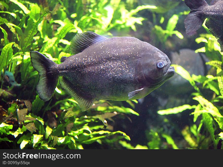 Portrait of Piranha in Aquarium. Portrait of Piranha in Aquarium