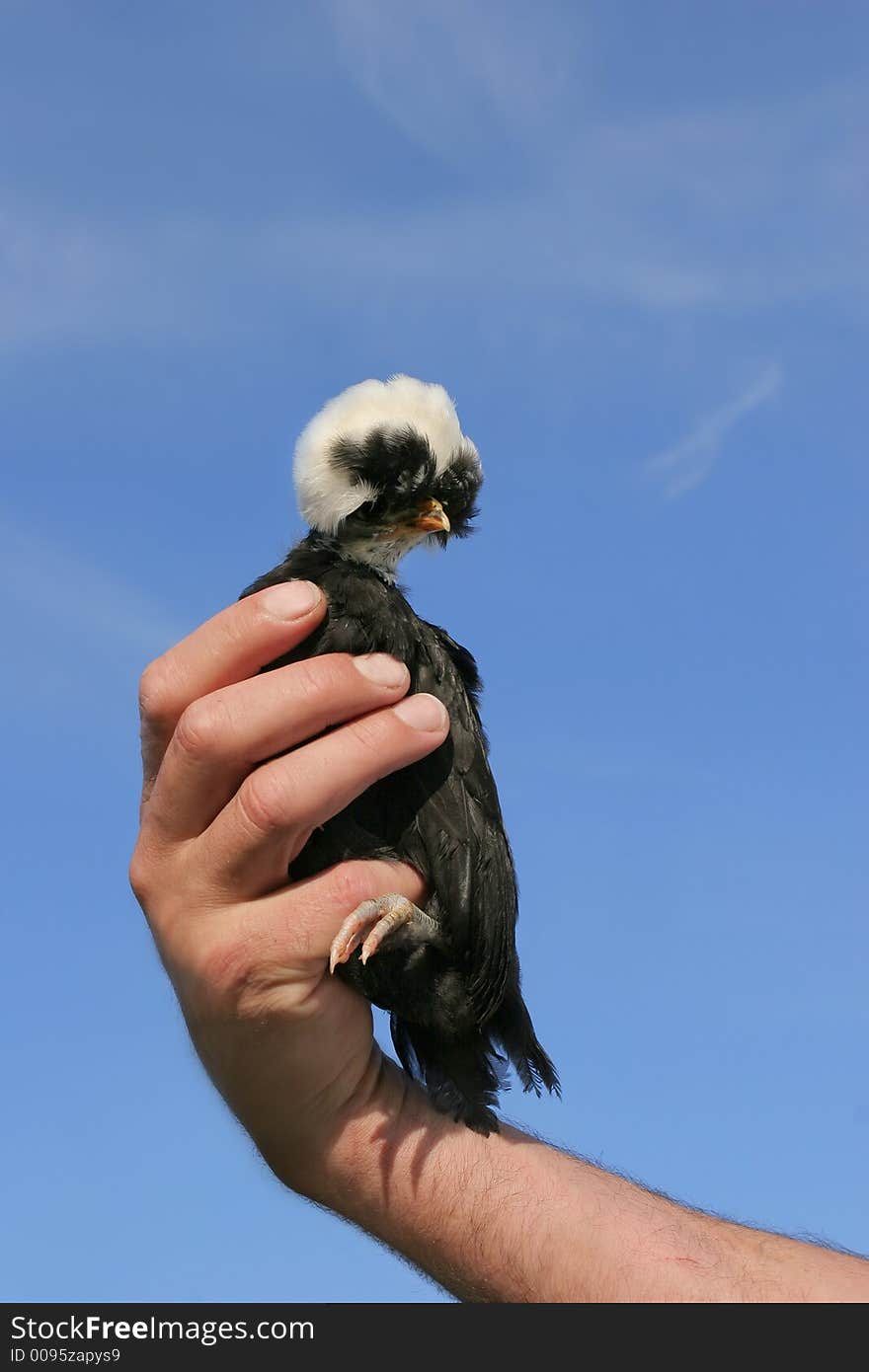 Man holding a rare breed White Crested Polish chick with black and white feathers, set against a blue sky. Man holding a rare breed White Crested Polish chick with black and white feathers, set against a blue sky.