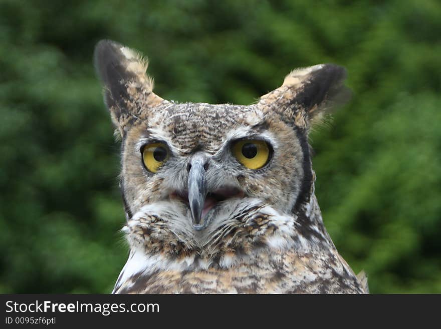 Close up of horned owl agains green trees