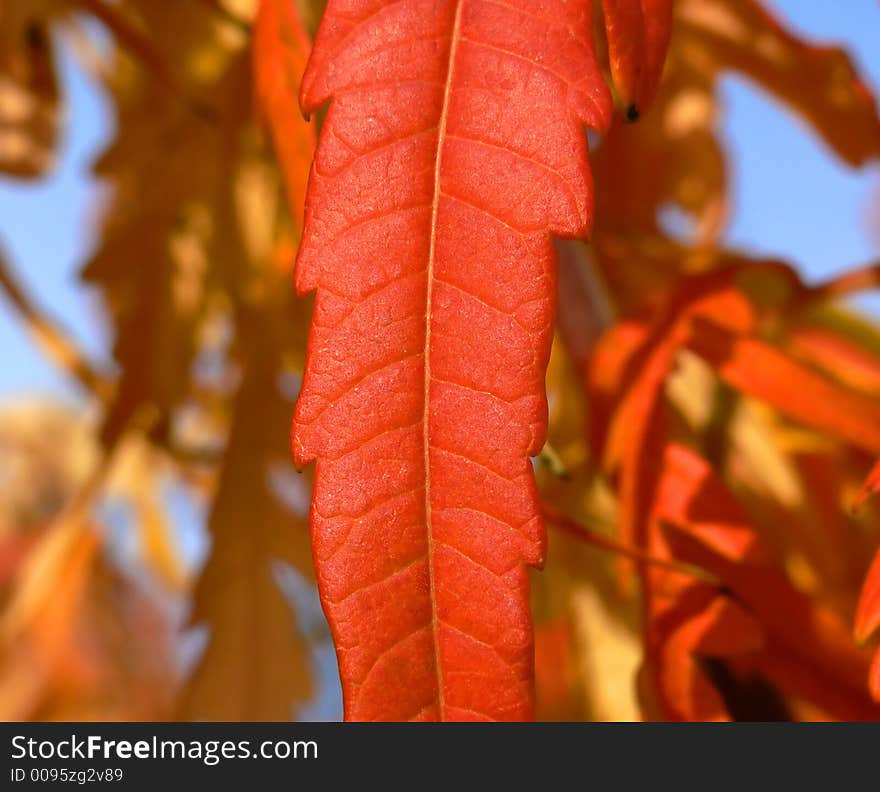 Red leaf from close angle