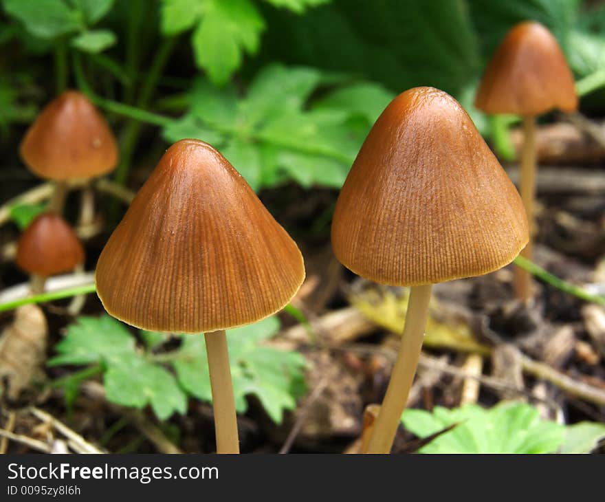 Brown funguses