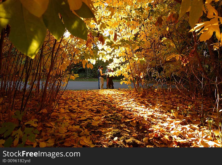 Golden fall  leaves covered path. Golden fall  leaves covered path