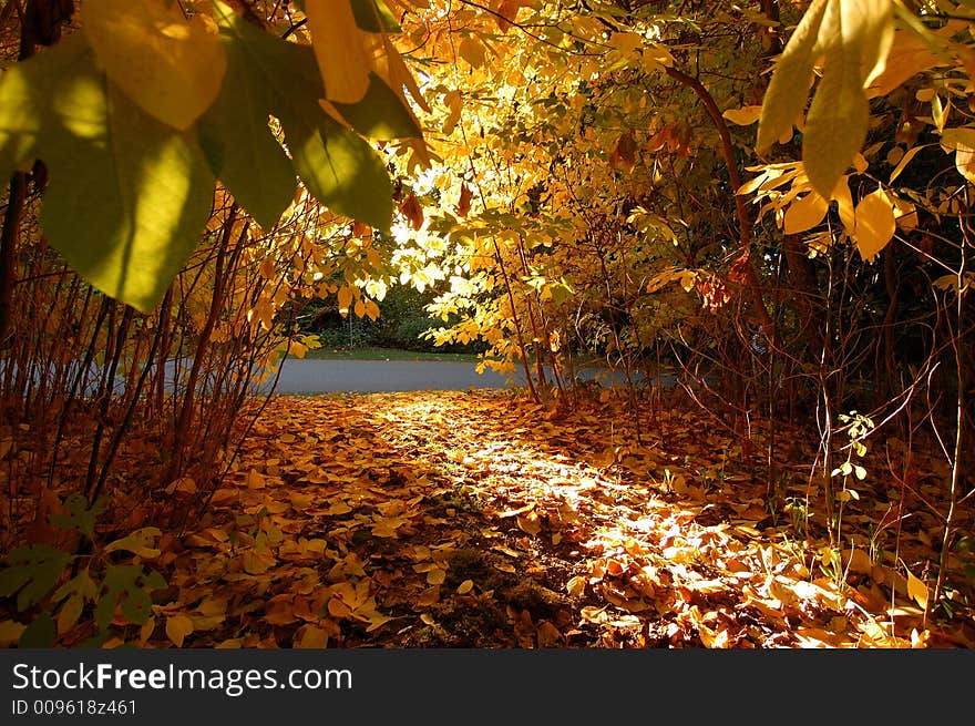 Afternoon sun peeked through fall leaves. Afternoon sun peeked through fall leaves