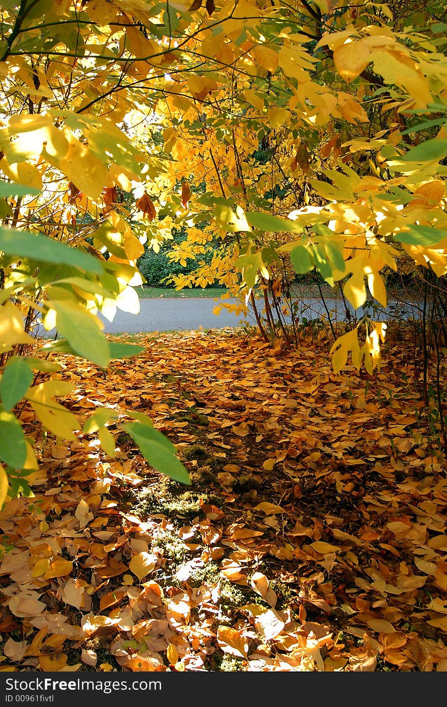 Golden path with green leaves. Golden path with green leaves