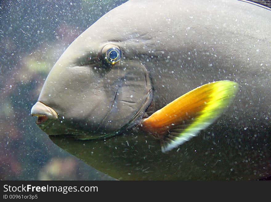 Yellow Surgeonfish 4