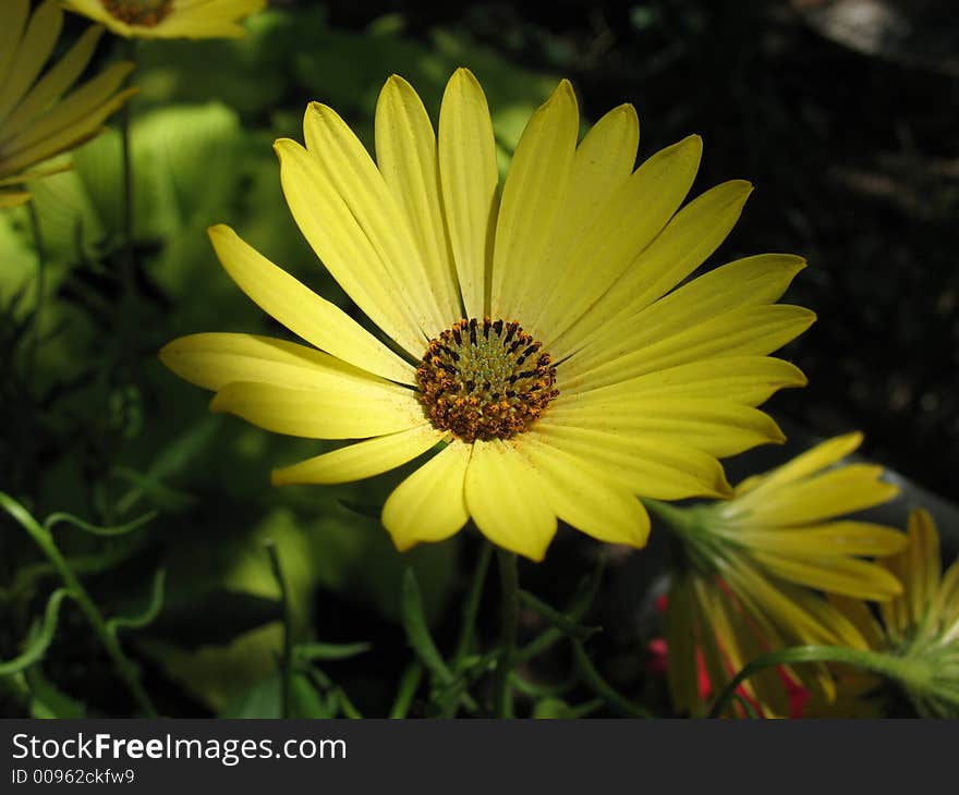 Yellow daisy, meadowlark botanical garden