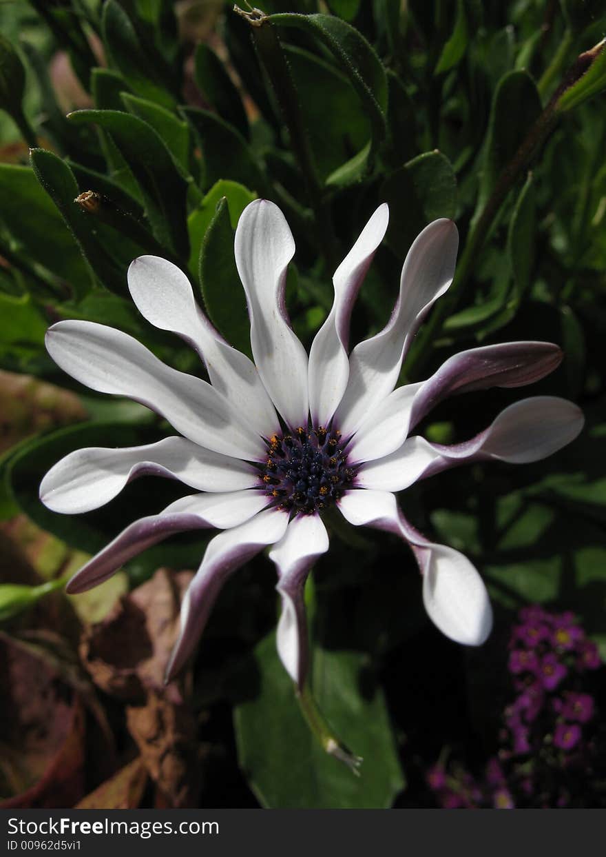 Strange white daisy, meadowlark botanical garden