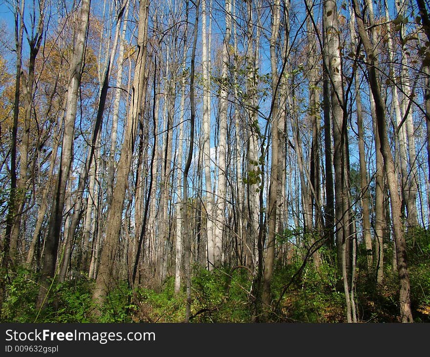 View of a forest, trees in the fall, foliage. View of a forest, trees in the fall, foliage