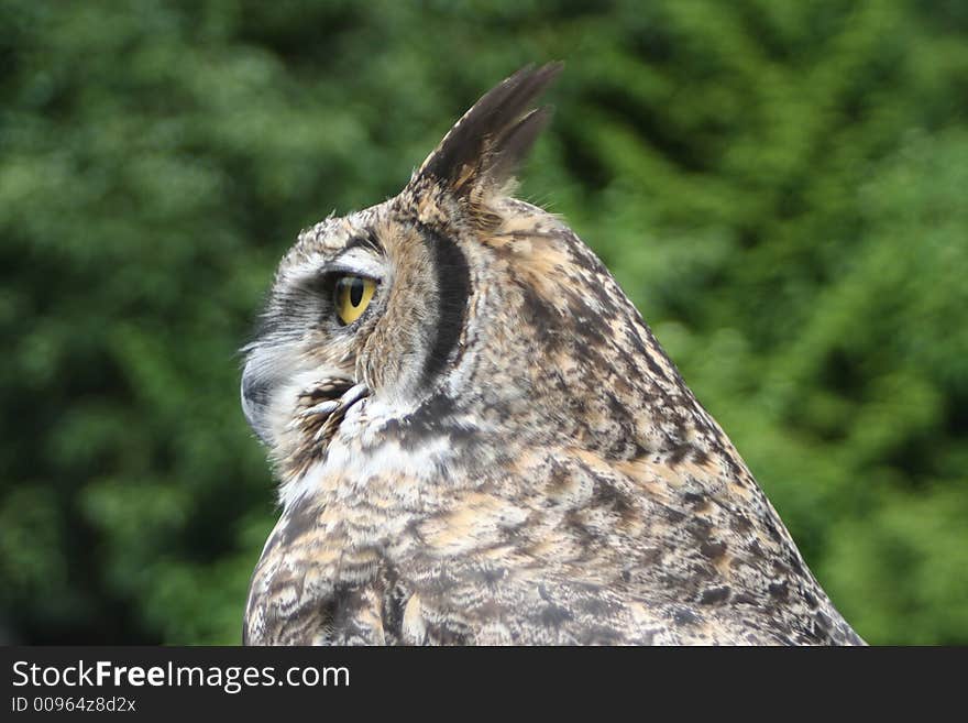 Profile of horned owl against trees. Profile of horned owl against trees