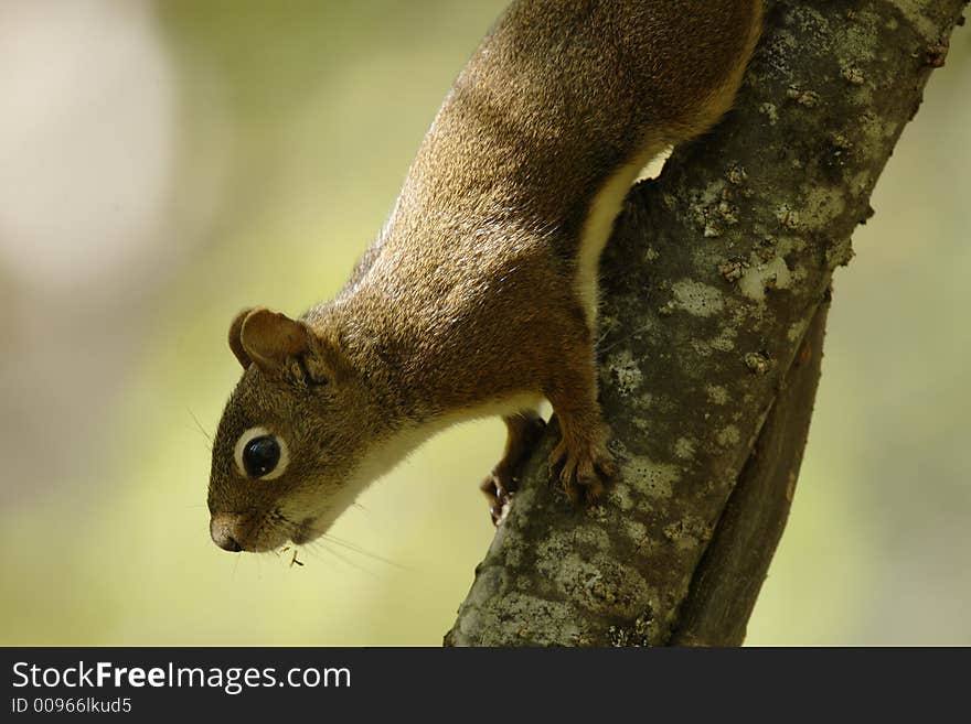 Isle Royale Red Squirrel