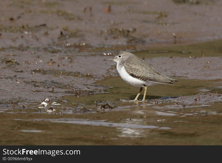 Least Sandpiper