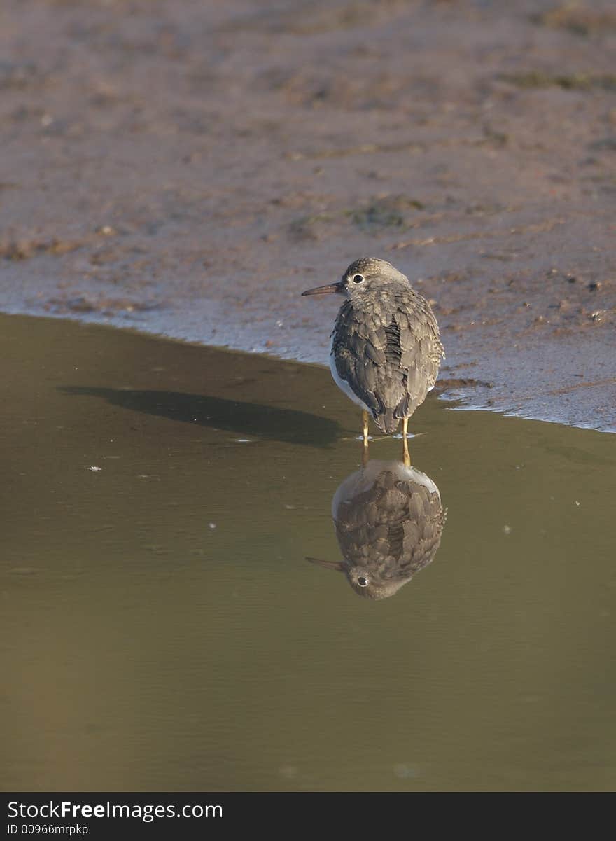 Least Sandpiper