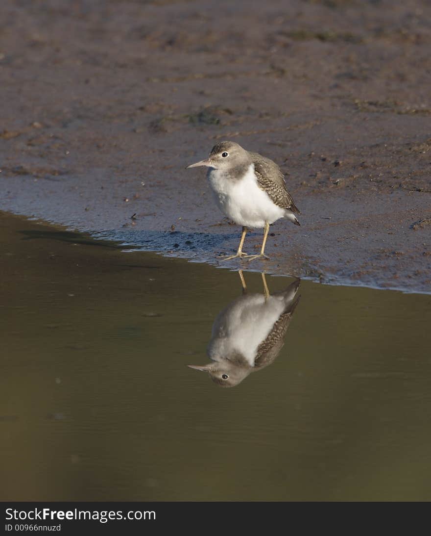 Least Sandpiper