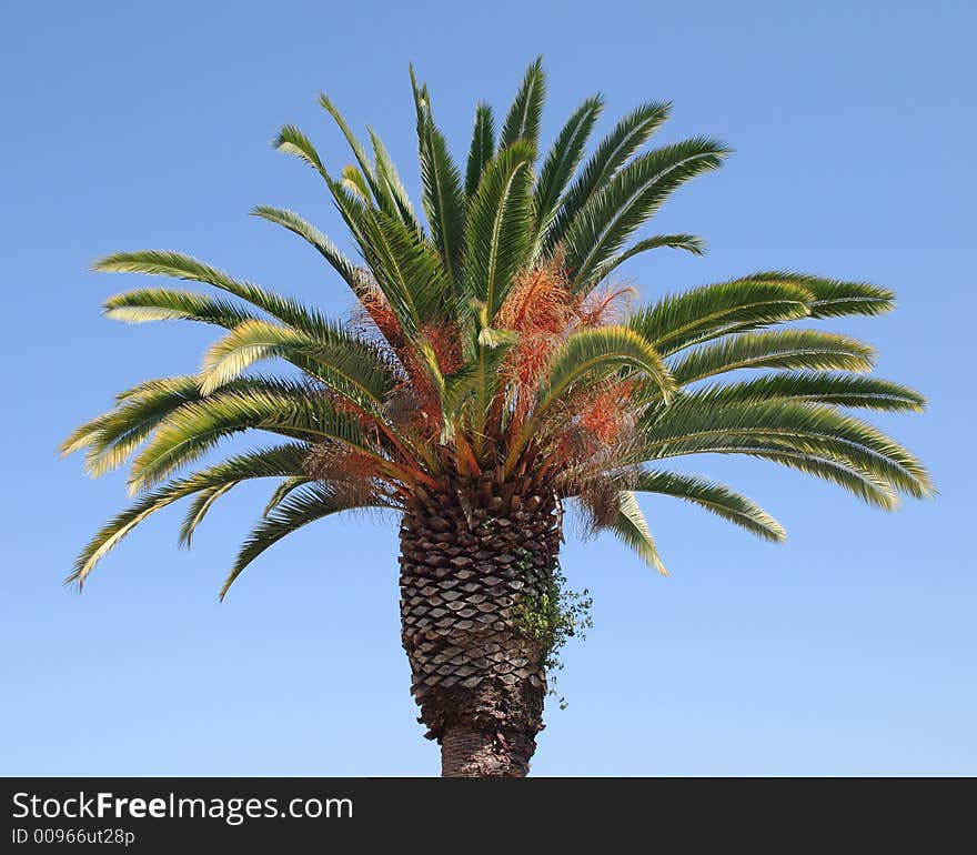 California Palm