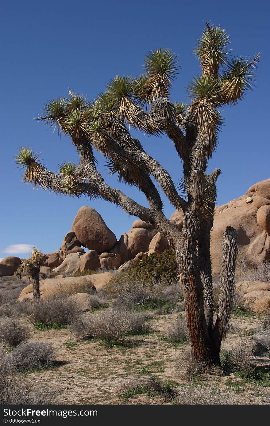 Joshua Tree National Pakr