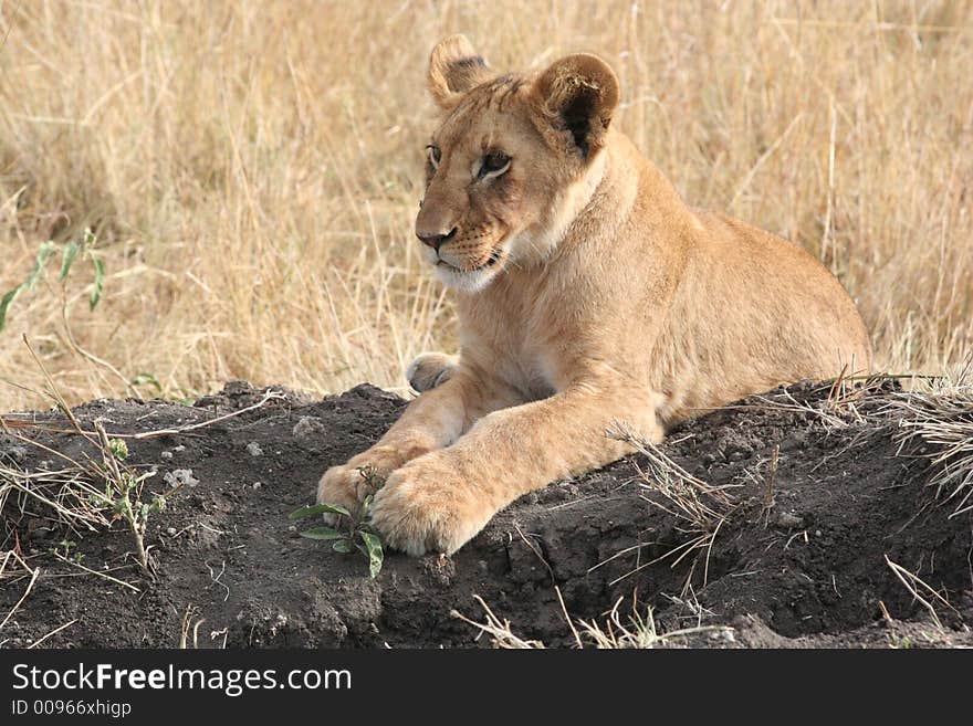 A six month old lion cub playing in the early morning sun. Maasi Mara Game Reserve, Kenya, East Africa. October 2006