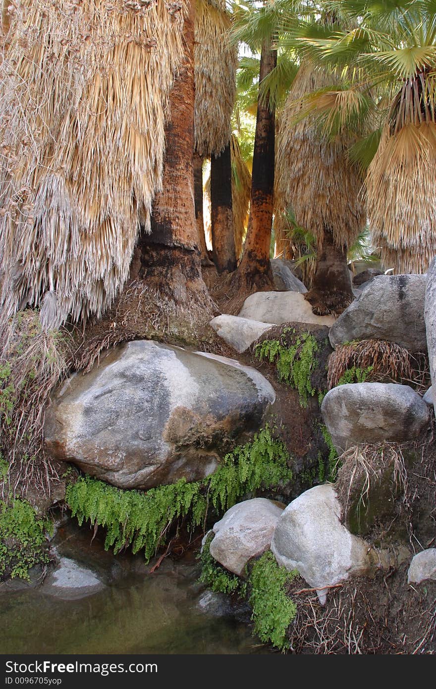 Pool in 49 Palms Oasis in Joshua Tree National Park. Pool in 49 Palms Oasis in Joshua Tree National Park