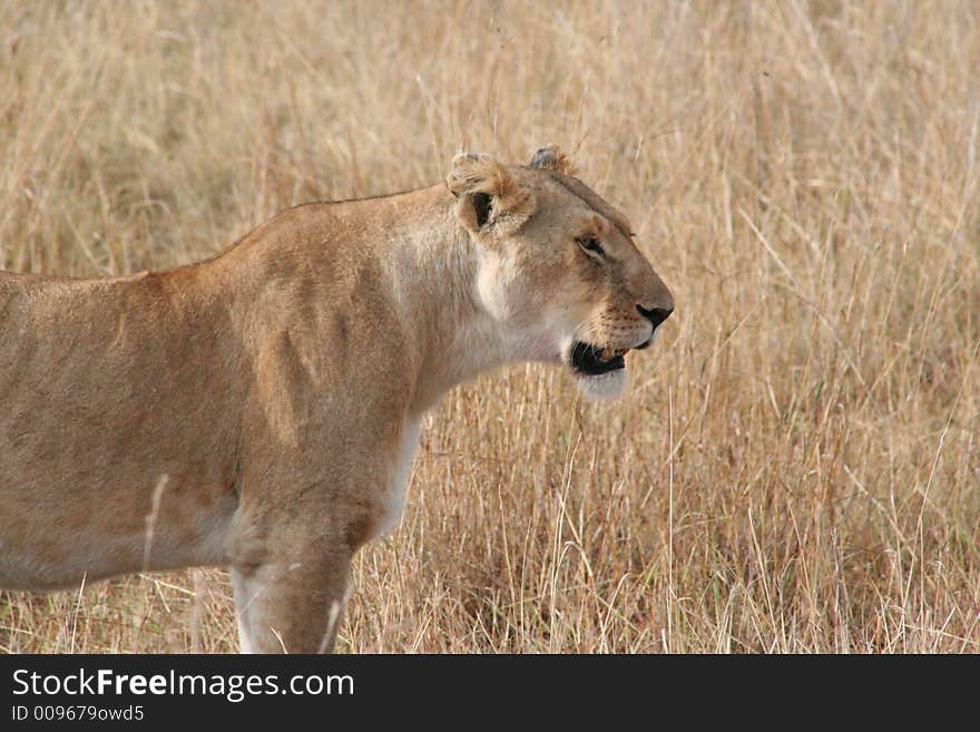 Lioness - Maasi Mara