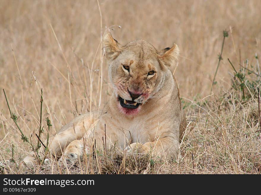 A Female lion with fresh blood on her mouth and coat. Blood from a Wildebeast recently killed. Maasi Mara Game Reserve, Kenya, East Africa. October 2006. A Female lion with fresh blood on her mouth and coat. Blood from a Wildebeast recently killed. Maasi Mara Game Reserve, Kenya, East Africa. October 2006