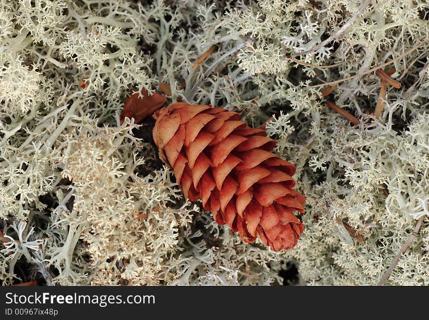 Lichen & Pine Cone