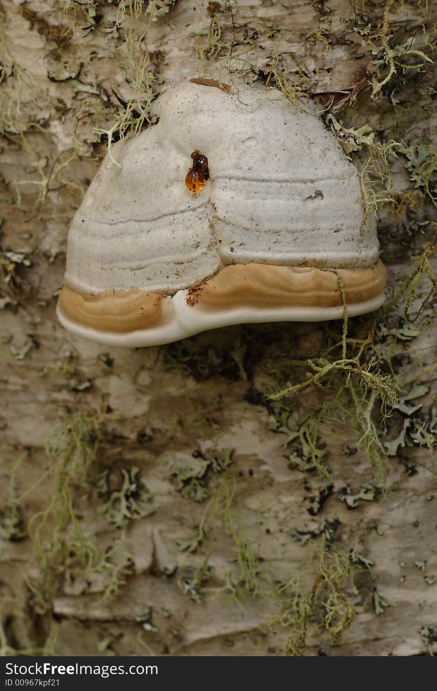 Tinder Polypore