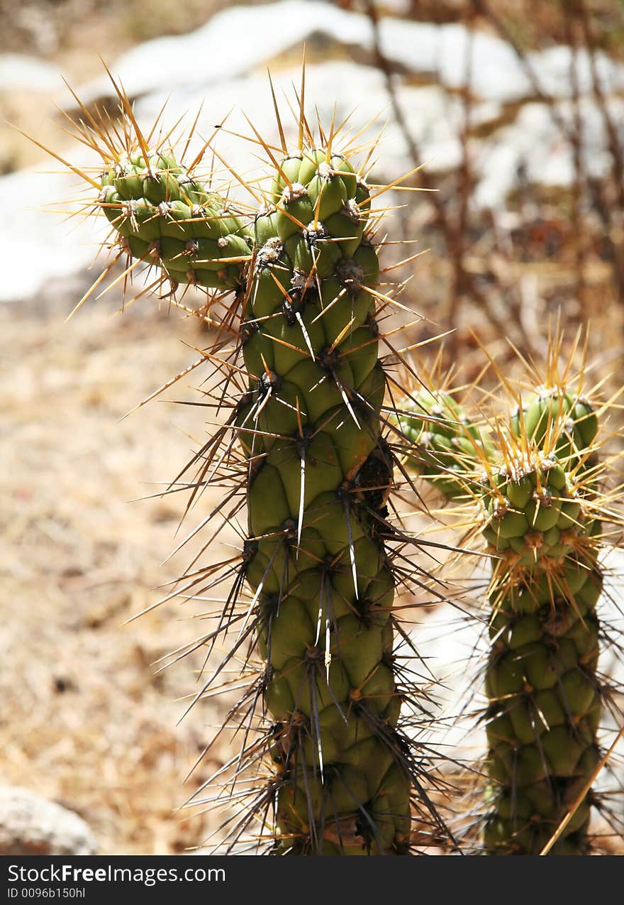 Cactus in the Peru,America. Cactus in the Peru,America