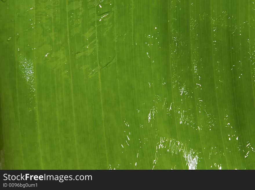 A Banana palm under water